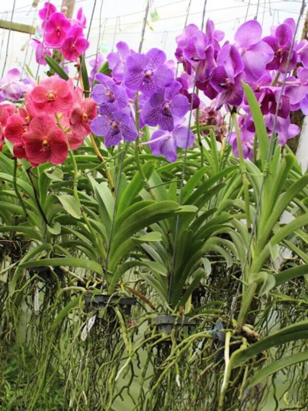 Vanda Sortida Pré adulta