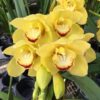 cymbidium-amarelo-flor.jpg Cymbidium Amarelo Muda