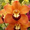 cymbidium-laranja-flor.jpg Cymbidium Laranja Muda