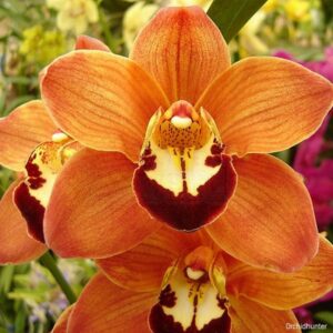 cymbidium-laranja-flor.jpg Cymbidium Laranja Muda