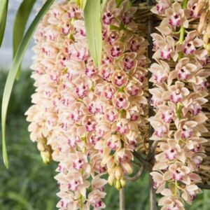 Cymbidium Pendente Champagne Muda