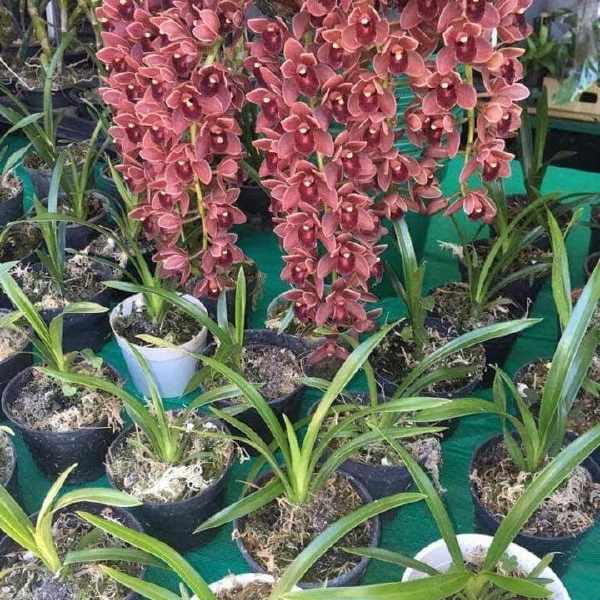 cymbidium-pendente-doroty-4.jpg Cymbidium Pendente Doroty Muda