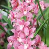 Cymbidium Rosa Muda