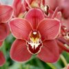 cymbidium-vermelho-flor.jpg Cymbidium Vermelho Muda
