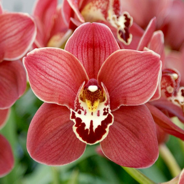 cymbidium-vermelho-flor.jpg Cymbidium Vermelho Muda
