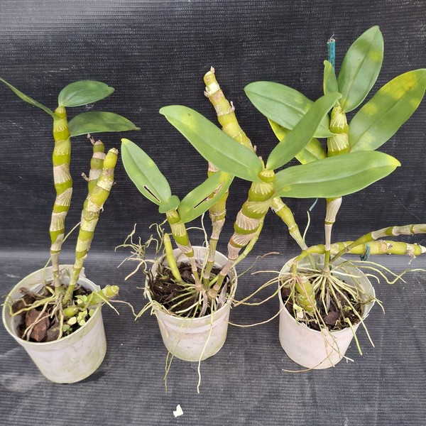 dendrobium-1.jpg Dendrobium Nobile Roxo adulta