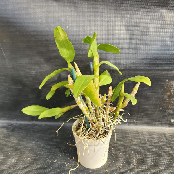 dendrobium-adulto.jpg Dendrobium Nobile Branco do olho vinho adulta