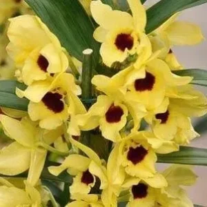 Dendrobium Amarelo olho Preto Muda