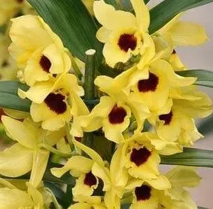 dendrobium-nobile-amarelo-olho-preto-e1718636121612.webp Dendrobium Amarelo olho Preto Muda
