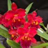 edisto-X-chunyeah-flor-1.jpg Cattleya Vermelha Adulta Premium