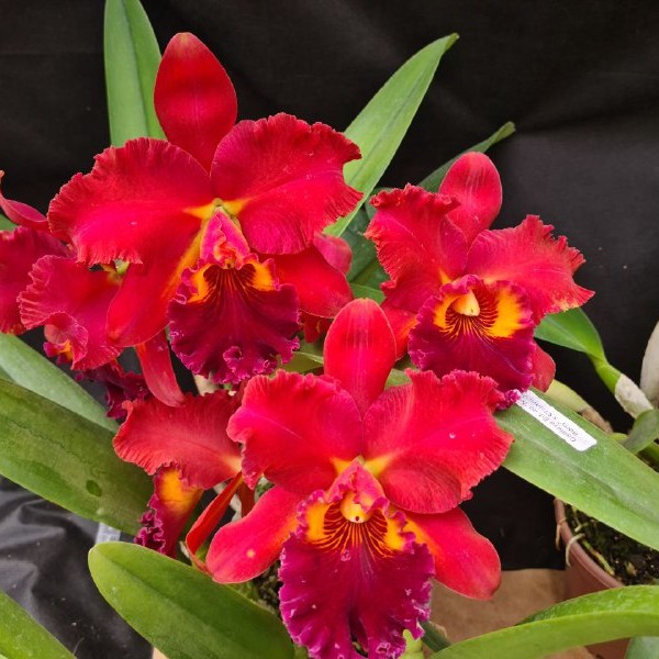 edisto-X-chunyeah-flor-1.jpg Cattleya Vermelha Adulta Premium