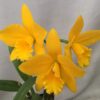 f65b8a550a973e16da1df23f42548065.jpg Cattleya Amarela Mini Híbrida Jovem