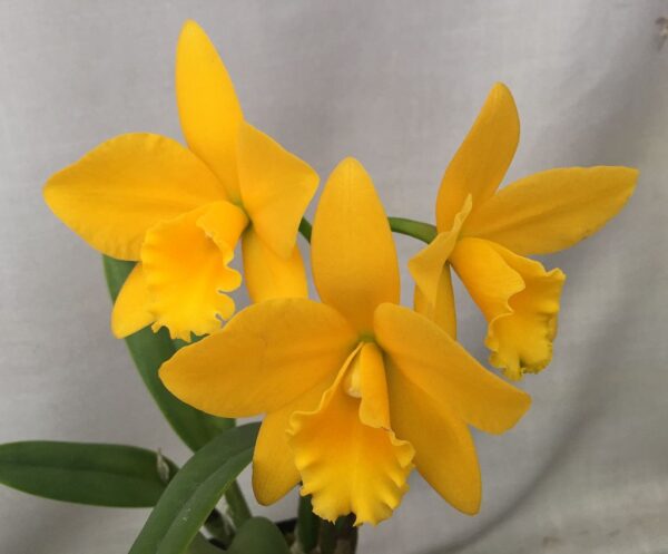 f65b8a550a973e16da1df23f42548065.jpg Cattleya Amarela Mini Híbrida Jovem