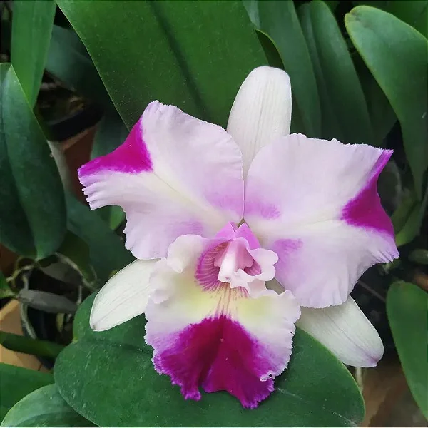 Cattleya Rosa Flameada Adulta Premium
