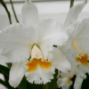 Cattleya Branca Adulta Premium