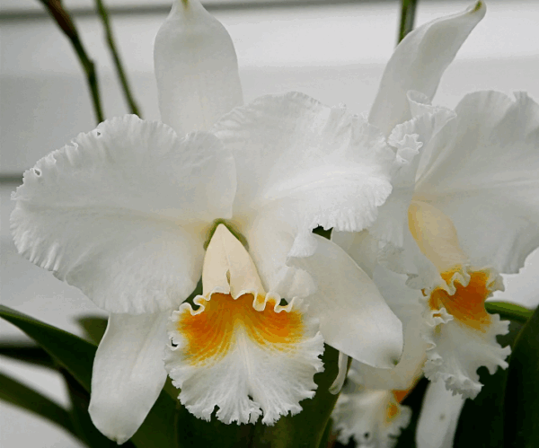 Cattleya Branca Adulta Premium