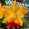 Cattleya Amarela com Vermelho Adulta Premium