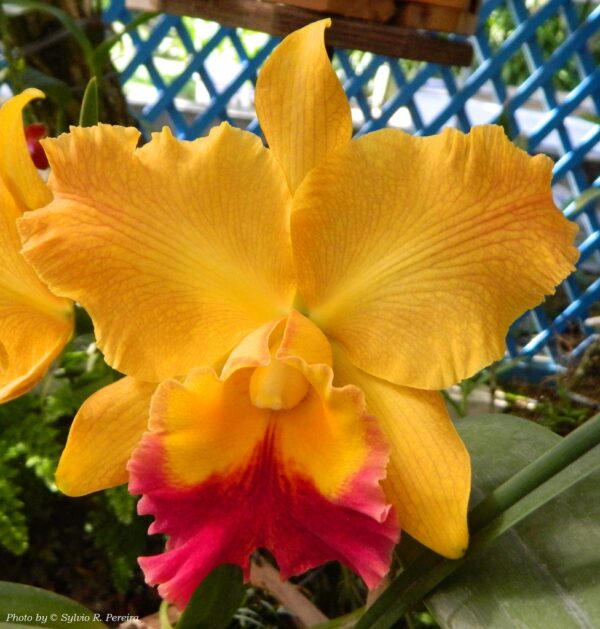 Cattleya Amarela com Vermelho Adulta Premium