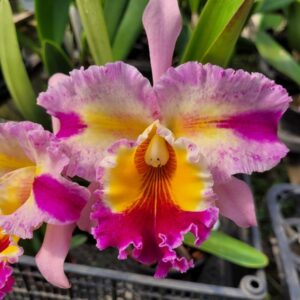 Cattleya Rosa Exótica Híbrida Muda