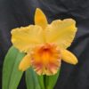 julia-guimaraes.jpg Cattleya Amarela Adulta Premium