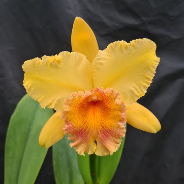 julia-guimaraes.jpg Cattleya Amarela Adulta Premium