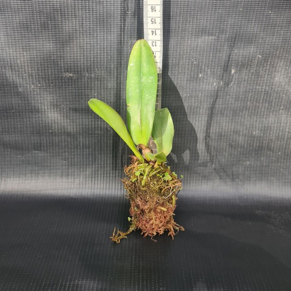 Cattleya Bege Híbrida Muda