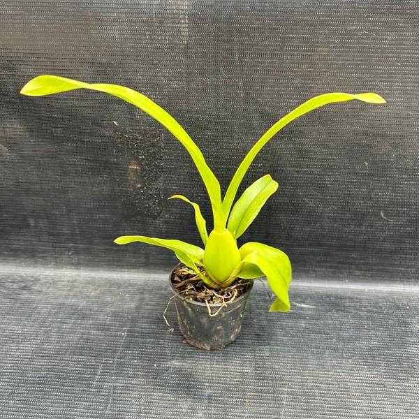 muda-oncidim-04.jpg Oncidium Chuva de Ouro Híbrida Muda