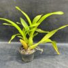 muda-oncidium-01.jpg Oncidium Chuva de Ouro Híbrida Muda
