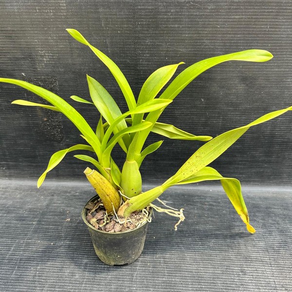 muda-oncidium-01.jpg Oncidium Chuva de Ouro Híbrida Muda