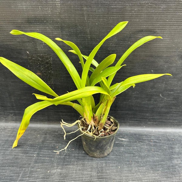 muda-oncidium-03.jpg Oncidium Chuva de Ouro Híbrida Muda