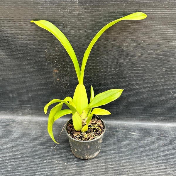 muda-oncidium-05.jpg Oncidium Chuva de Ouro Híbrida Muda