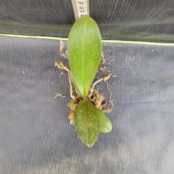 muda-phalaenopsis-1.jpg Phalaenopsis Rosa muda