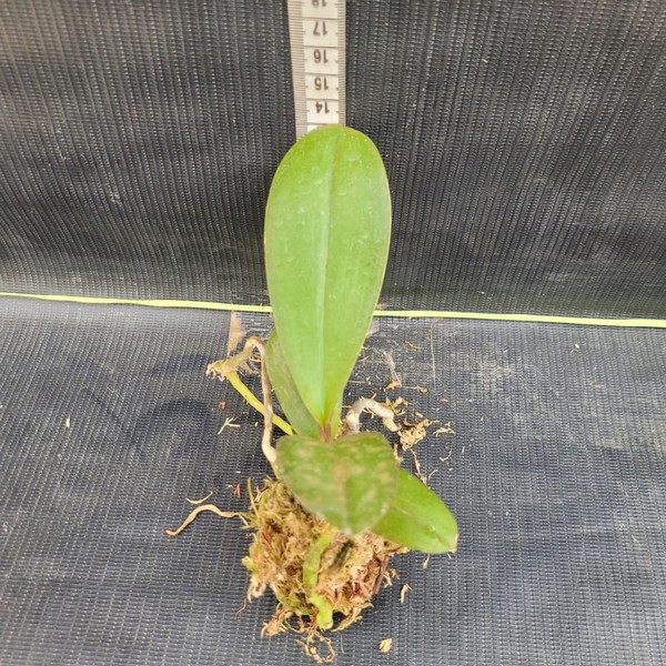 muda-phalaenopsis-2.jpg Phalaenopsis Rosa muda