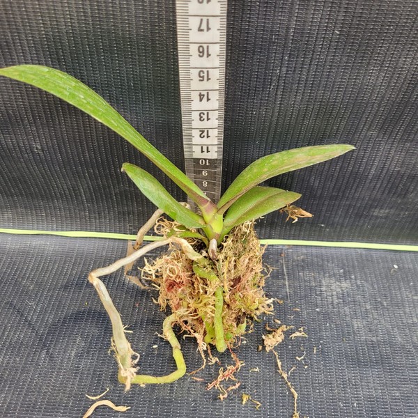 muda-phalaenopsis-3.jpg Phalaenopsis Rosa muda