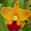 nobiles-Golden-Fire.png Cattleya Laranja com Vermelho Híbrida Muda