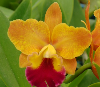 nobiles-Golden-Fire.png Cattleya Laranja com Vermelho Híbrida Muda