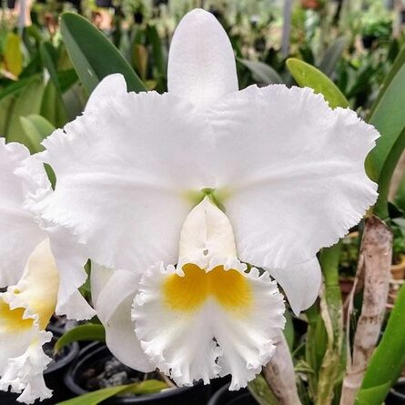 Cattleya Branca Adulta Premium