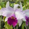 nobiles-tango-2.jpg Cattleya Rosa Mini Híbrida Muda