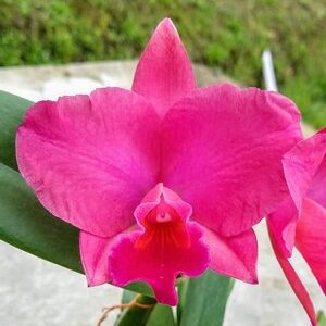 Cattleya Rosa Mini Híbrida Muda