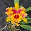 Cattleya Amarela Exótica Adulta Premium
