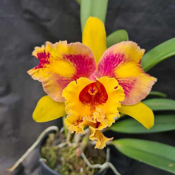 Cattleya Amarela Exótica Adulta Premium