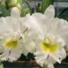 Cattleya Branca Adulta Premium