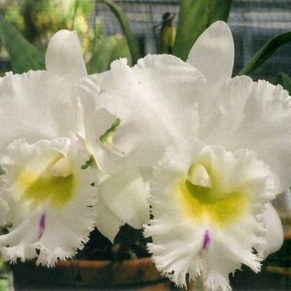 Cattleya Branca Adulta Premium