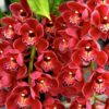 pendente-vermelho-flor.jpg Cymbidium Pendente Vermelho Muda