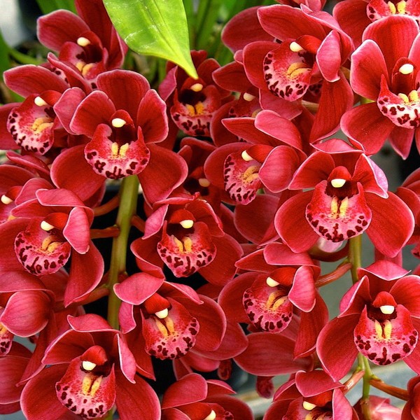 pendente-vermelho-flor.jpg Cymbidium Pendente Vermelho Muda