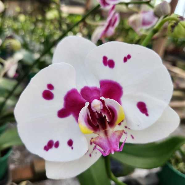 Phalaenopsis Dalmata muda