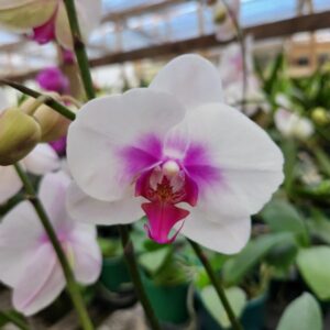 phalaenopsis-semi-alba-02.jpg Phalaenopsis Branco com rosa exótico muda