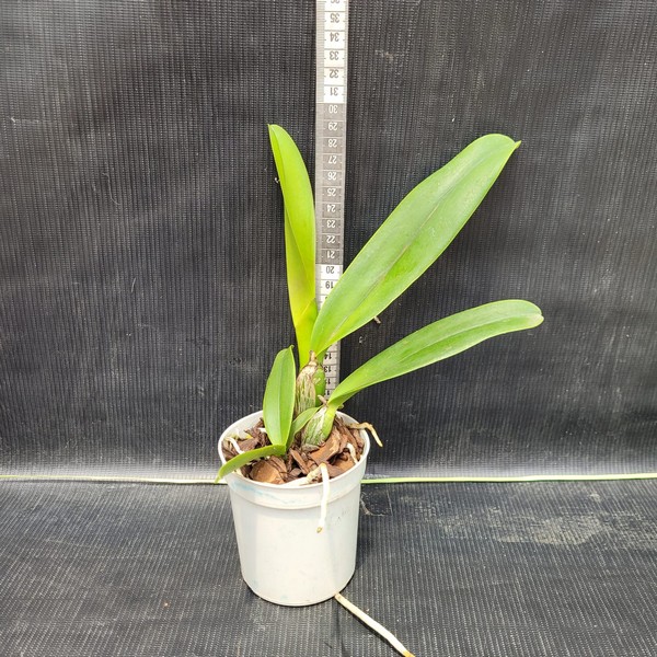 pre-adulta-01.jpg Cattleya Amarelo com Vermelho Híbrida Pré-adulta