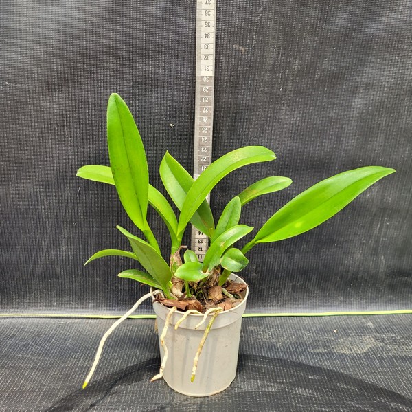 pre-adulta-04.jpg Cattleya Amarelo com Vermelho Híbrida Pré-adulta