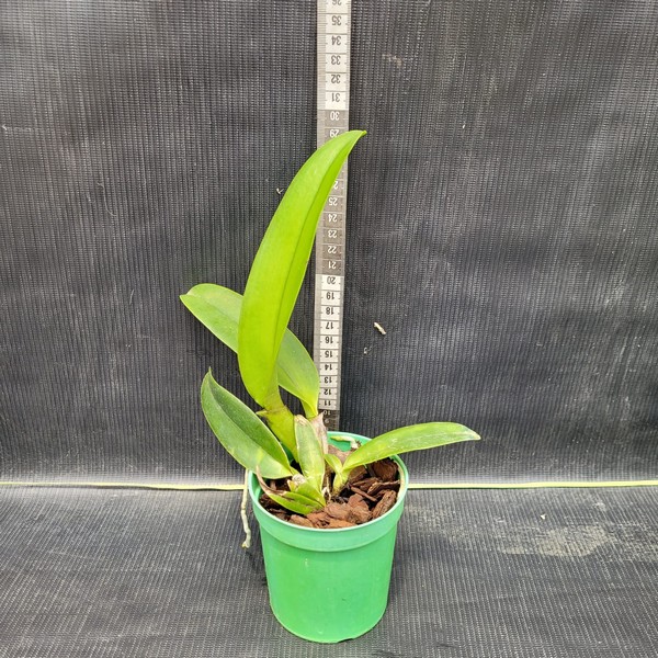 Cattleya Amarela Com Vermelho Híbrida Pré-adulta